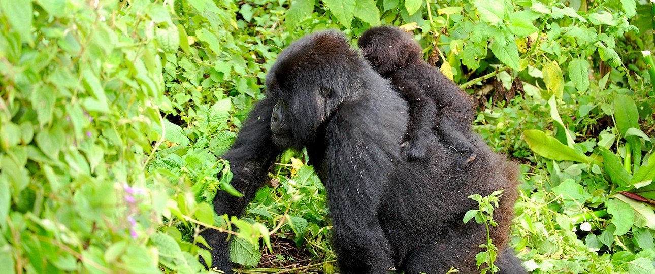 Rwanda Beyond Gorillas,  A Journey Through the Land of a Thousand Hills